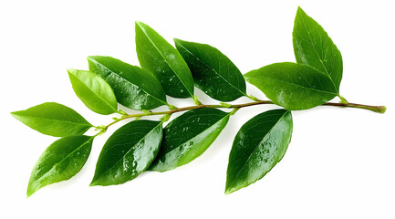 Fototapeta premium A fresh green leaf branch, showcasing vibrant color and natural beauty, highlighting the essence of nature in a studio setting, perfect for botanical themes.