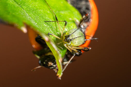 Coccinelle &agrave; 7 points d'un c&ocirc;t&eacute; de la feuille, puceron vert de l'autre c&ocirc;t&eacute;
