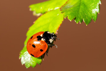 Coccinelle à 7 points sur feuille en train de marcher