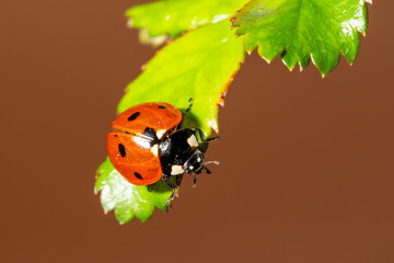 Coccinelle à 7 points sur feuille en train de marcher