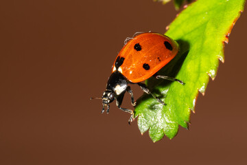 Coccinelle à 7 points sur feuille en train de marcher