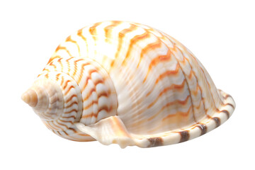 Intricate seashell with swirls of cream and orange hues showcasing the beauty of ocean treasures  isolated on white background  PNG
