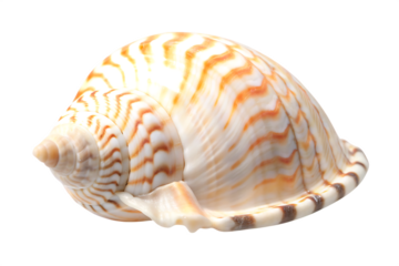 Intricate seashell with swirls of cream and orange hues showcasing the beauty of ocean treasures  isolated on white background  PNG