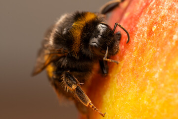 Bombus terrestris sur pomme
