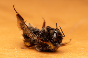 Bombus terrestris sur pomme