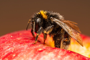 Bombus terrestris sur pomme