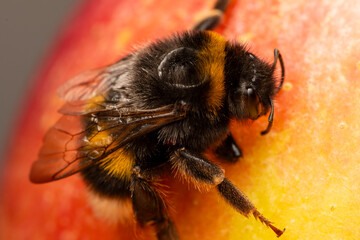 Bombus terrestris sur pomme