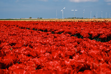 Vibrant tulip fields in the Netherlands create a stunning spring landscape near wind turbines