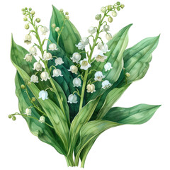 A cluster of lily of the valley flowers with delicate white bell-shaped blooms and broad green leaves.