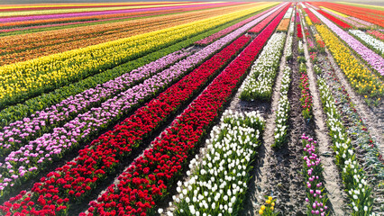 Vibrant spring tulip fields in Flevoland, Netherlands showcasing a colorful floral tapestry