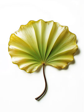 Exquisitely detailed ginkgo biloba leaf captured in high resolution, displaying the natural textures and vibrant gradient colors. Ideal for botanical art, nature projects, and organic-themed designs.