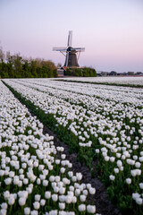 Beautiful white tulip fields with a traditional windmill in the Netherlands at sunset