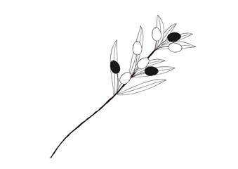 ナチュラルなオリーブの手描き風の線画　一枝のオリーブ