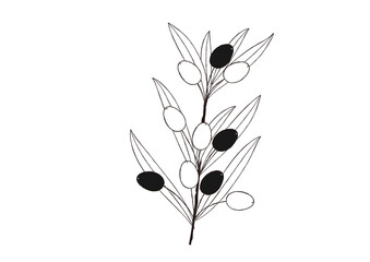 ナチュラルなオリーブの手描き風の線画　一枝のオリーブ