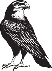eagle on a white background