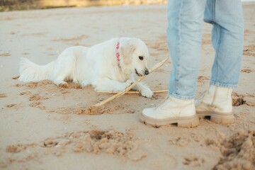Close up of woman trains golden retriever puppy outside in sunny weather. Happy dogs concept. Part...
