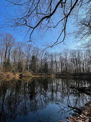 reflection of trees in water, late autumn for nature, cloudy day