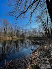 Obraz premium reflection of trees in water, late autumn for nature, cloudy day