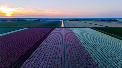 Vibrant tulip fields in the Netherlands during golden hour create a stunning floral landscape