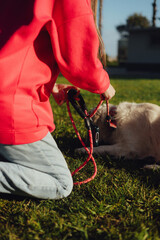 Close up of woman trains golden retriever puppy outside in sunny weather. Happy dogs concept. Part...