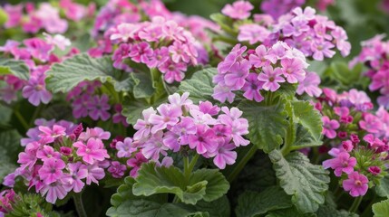 Obraz premium Vibrant pink flowers in full bloom lush green foliage close up