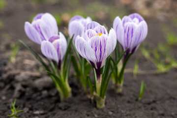 Naklejka premium Purple Crocus Flowers in Spring. High quality photo