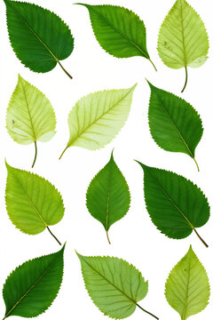 A visually balanced collection of leaves in different shades of green, highlighted by smooth surfaces and a natural appearance.