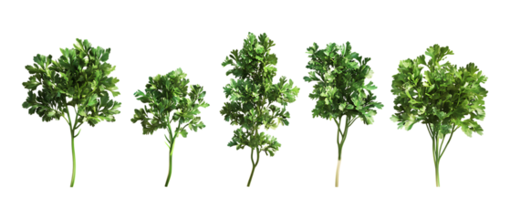 Fresh green parsley sprigs are naturally arranged in a line, providing essential culinary garnish elements when isolated on a white.