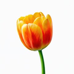 Orange tulip flower close up photo on white background