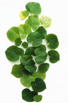 A collection of green leaves with visible vein structures, beautifully captured to emphasize the details and vibrant colors of nature.