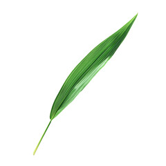green leaf isolated