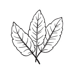 pandan leaves tropical plant hand drawn line art