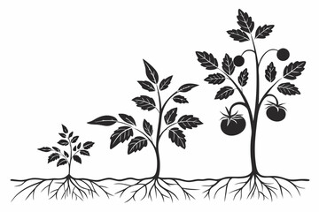 omato Plant Growth Stages Silhouette with Roots Illustration.