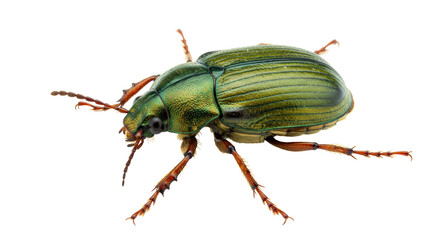Isolated Green Beetle