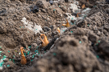 Onion seeds planted in garden soil with pest control additive and sand, close-up. Pest control...