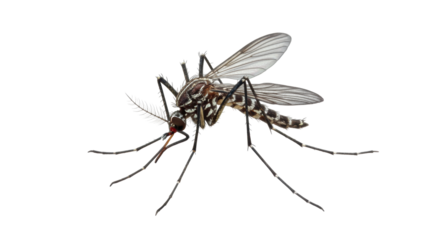 Isolated Mosquito