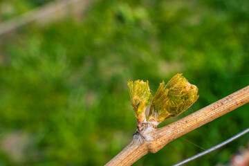 The first spring leaves of grapes close-up in spring. Grape buds wake up after winter