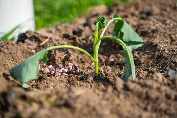 Cabbage sprout dropped leaves in the heat, mineral fertilizer near the seedling