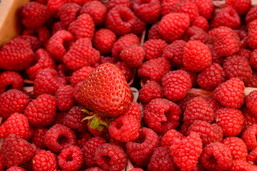 A single, red, ripe strawberry set on boxes of ripe raspberries at a farmer's market.