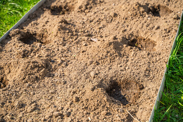 Garden bed with prepared holes for planting plants. Spring work in the garden on a sunny day