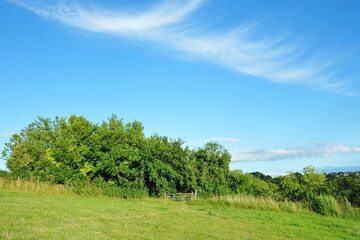 Obraz premium Green field and blue sky with white wispy clouds