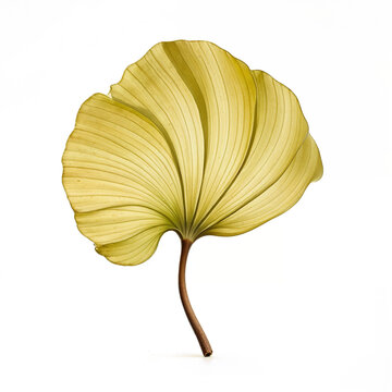 Leaf with Bold Lines, Intricate Details, and a Touch of Nature&rsquo;s Golden Hues, Captured in Stunning High Resolution