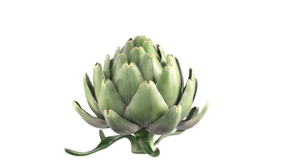 Close up of Fresh Artichoke on Pristine White Background Studio Shot High Resolution Image for Culinary and Lifestyle Branding on transparent background