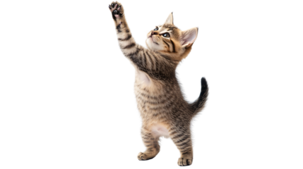 Cute Kitten Standing on Hind Legs and Reaching Up