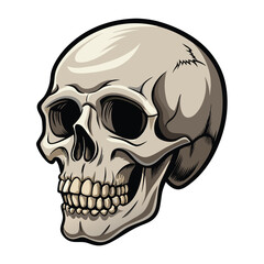 A detailed, three-quarter view of a human skull with white  background.