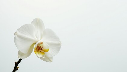 Delicate white orchid blossom against pure white backdrop, isolated, studio shot