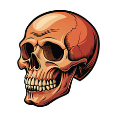 A detailed, three-quarter view of a human skull with white  background.
