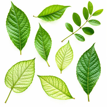 A high-resolution collection of vibrant green leaves with varied shapes and intricate details, highlighting the beauty of nature in full bloom.