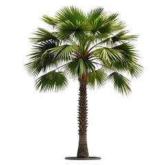 palm tree PNG Image and transparent background