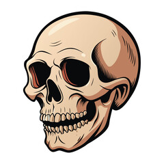 A detailed, three-quarter view of a human skull with white  background.